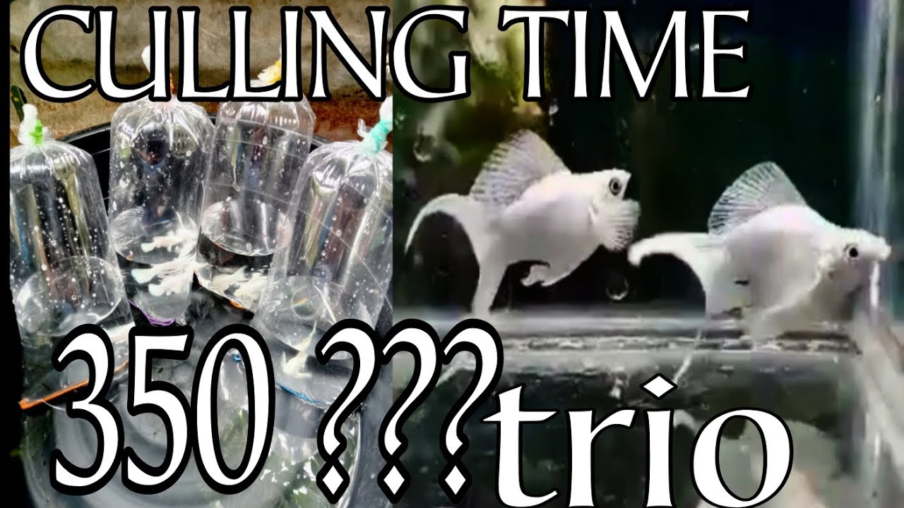 MURANG QUALITY TRIO/CULLING TIME /selected/PKBM/HOW TO IDENTIFY QUALITY PKBM FRY