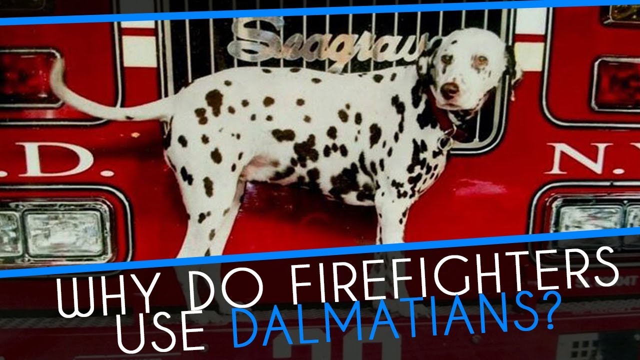 Why did firefighters use Dalmatians?