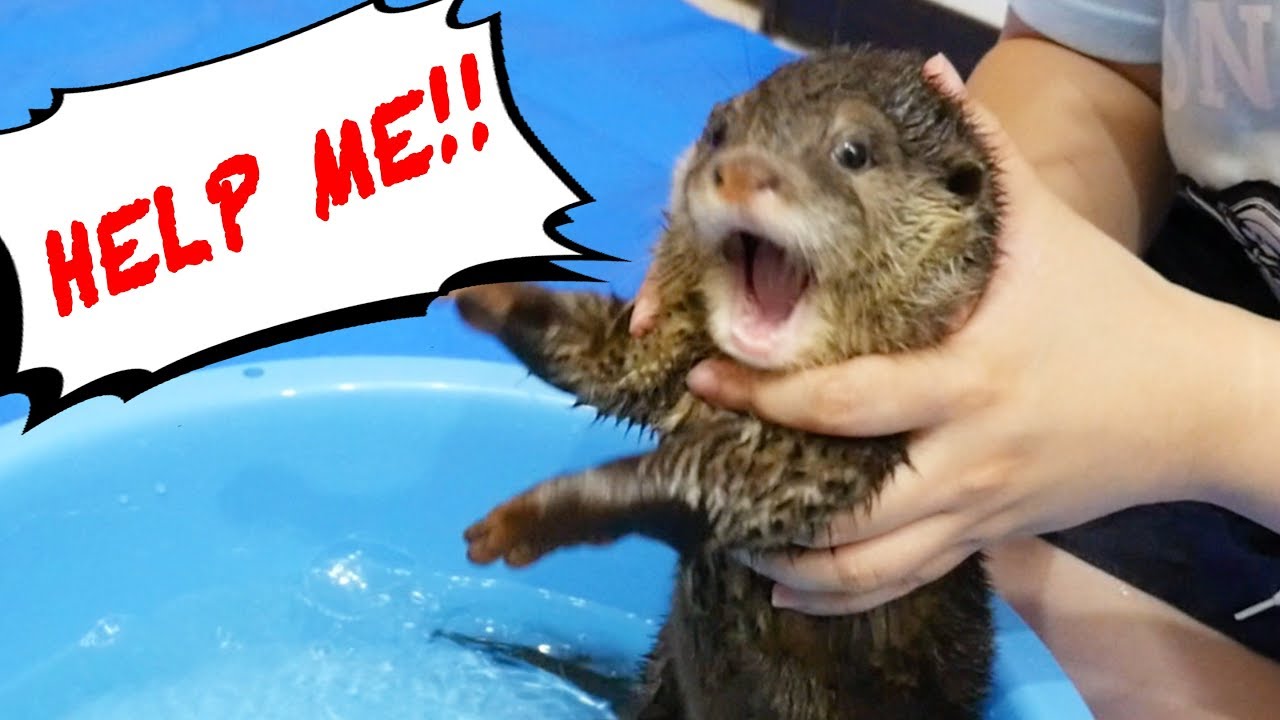 第３回【水が苦手なカワウソのビンゴ】野生の本能を呼び醒ませ！！(Otter Bingo where’s your instinct! Get into the water!)