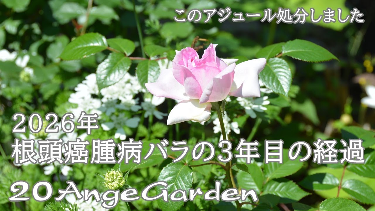 20AngeGarden ｜2026年 癌腫病バラ15株の3回目の経過報告