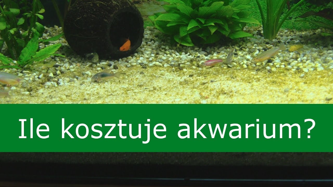 Ile kosztuje założenie akwarium 200 litrów?