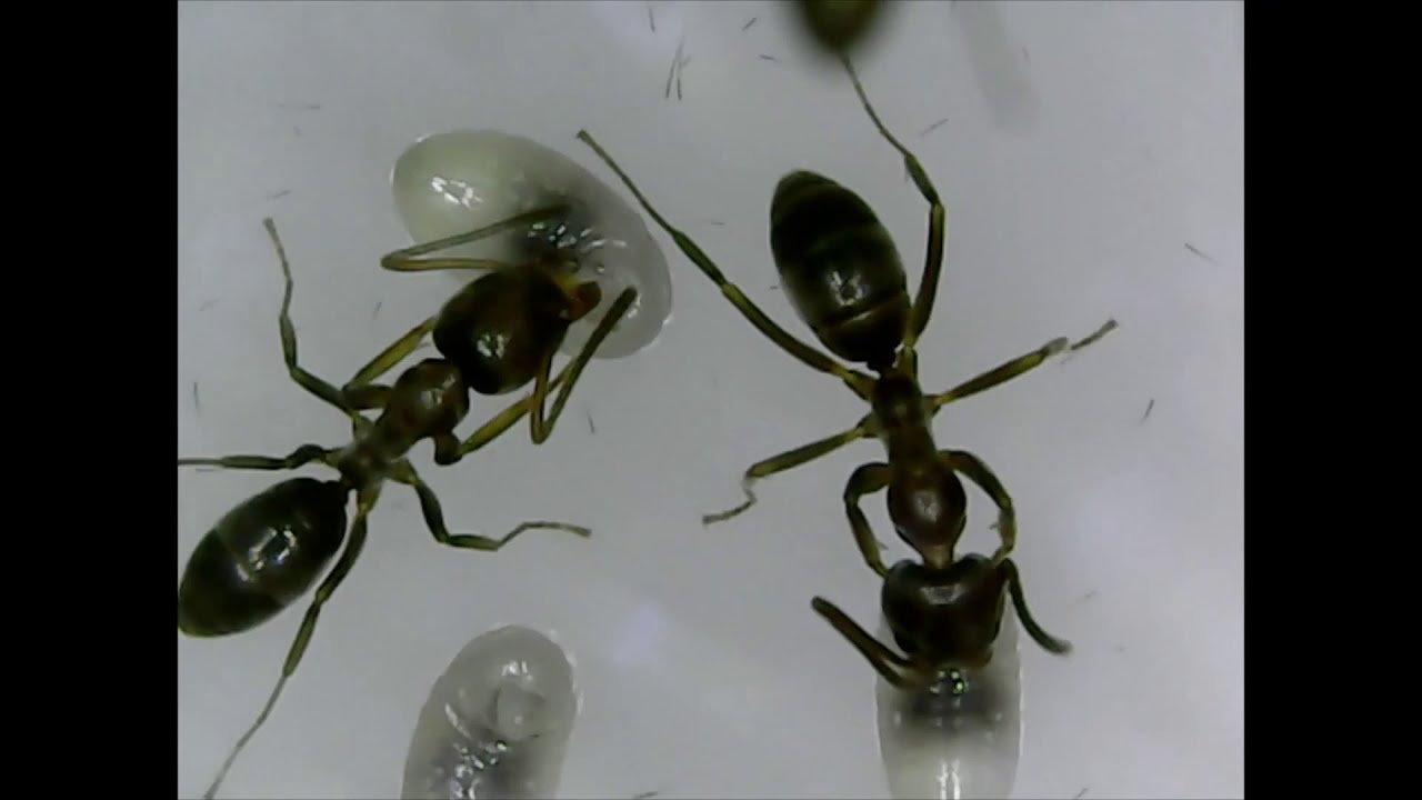 Argentine Ant Colony 8 (Feeding the brood & first steps at 1:18)