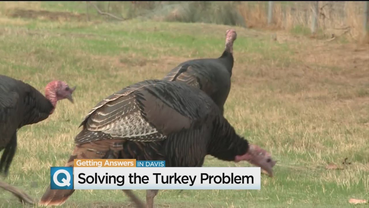 How Will Davis Tame Wild Turkey Problem?