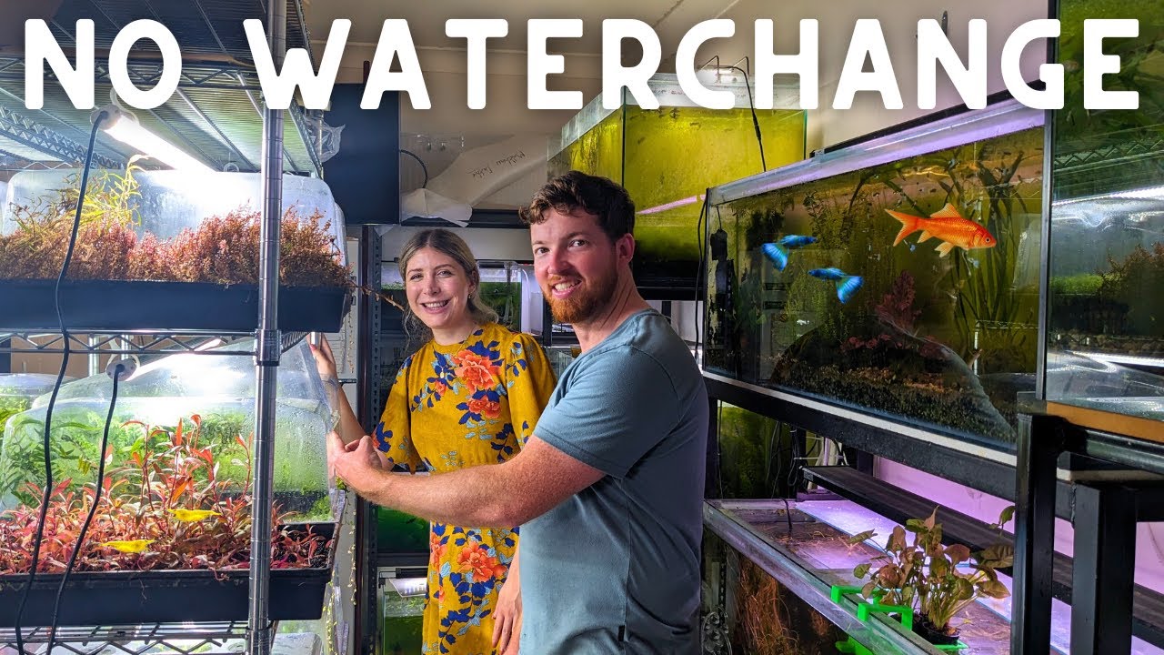 NO WATERCHANGE Fish Room Setup! FULL TOUR w/@Duthie Aquatics