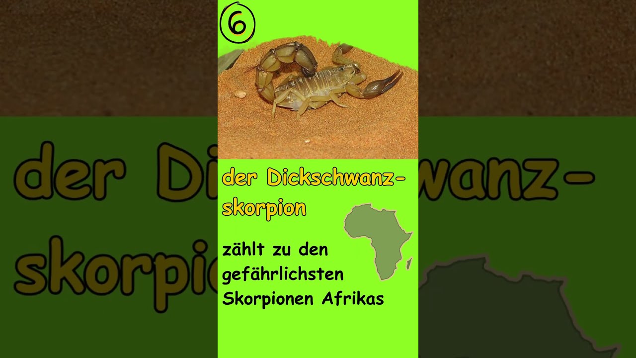 10 der giftigsten Dinge, die es gibt