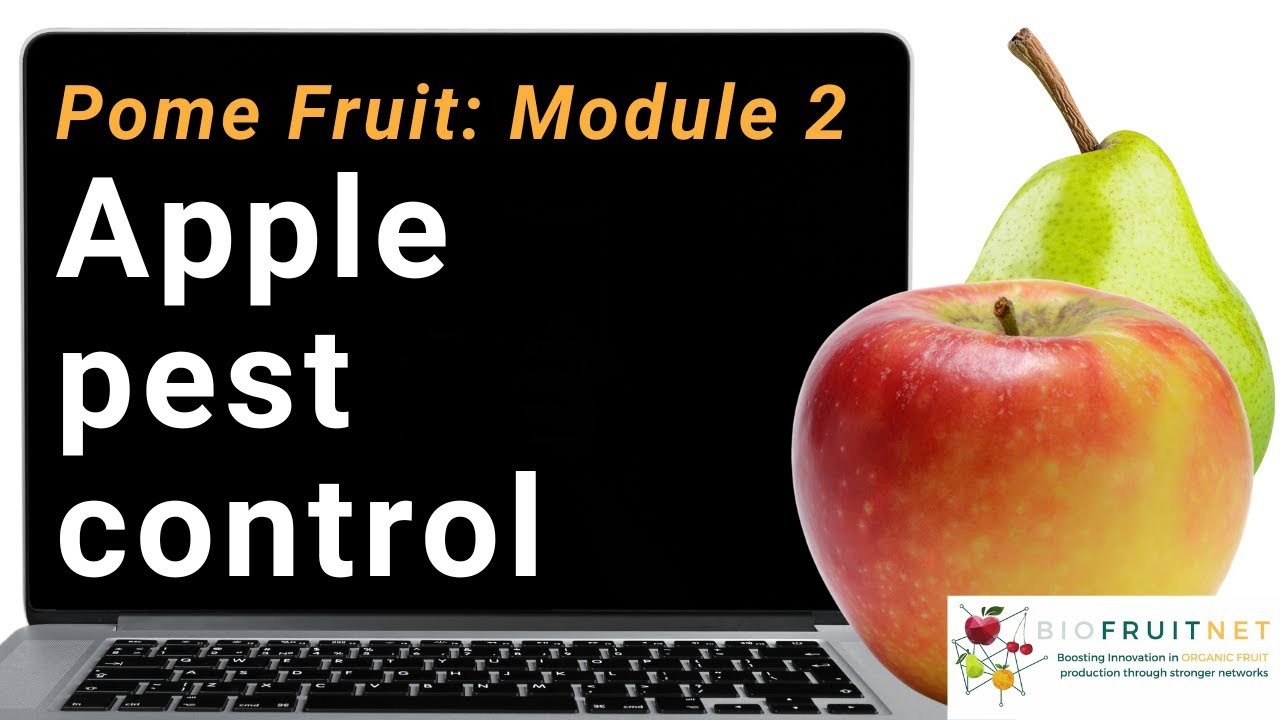 Pome fruit module 2: Apple pest control