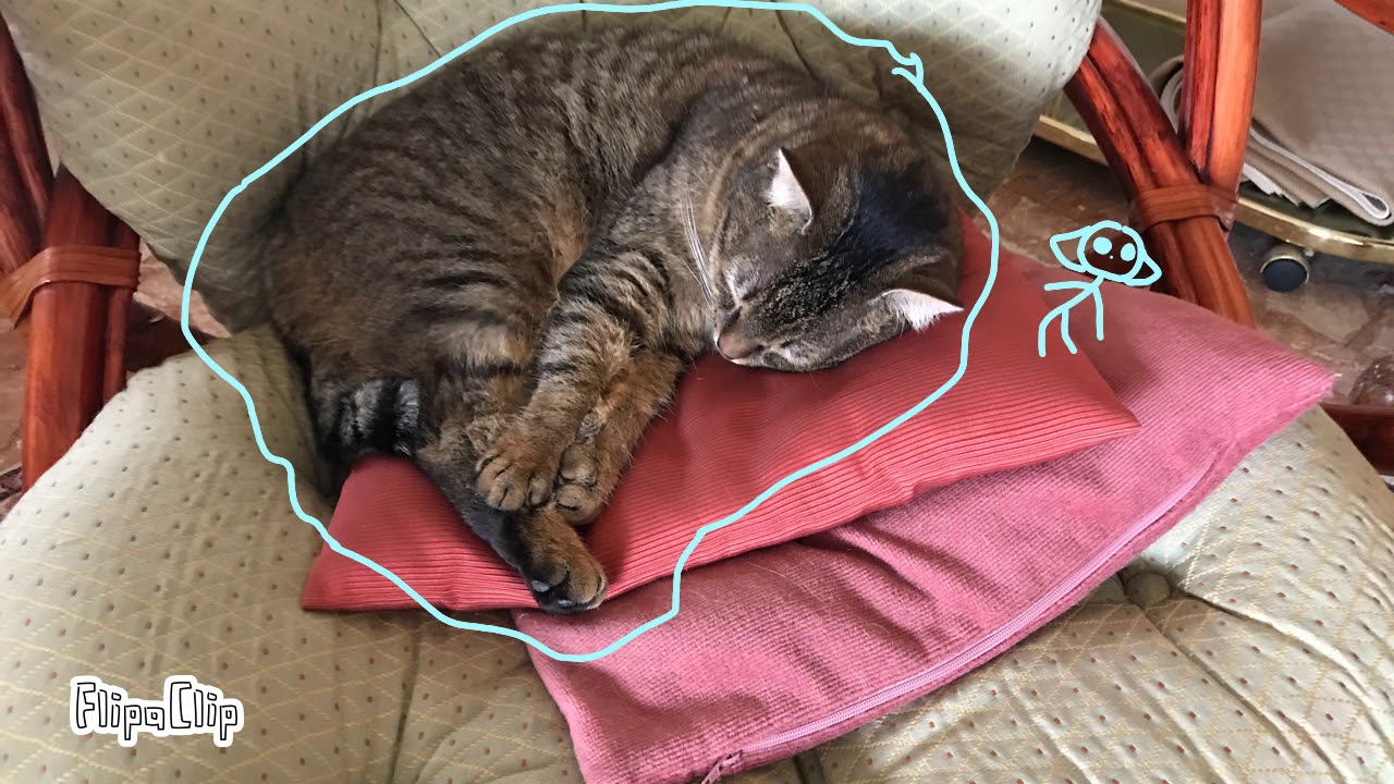 Lightning Cat