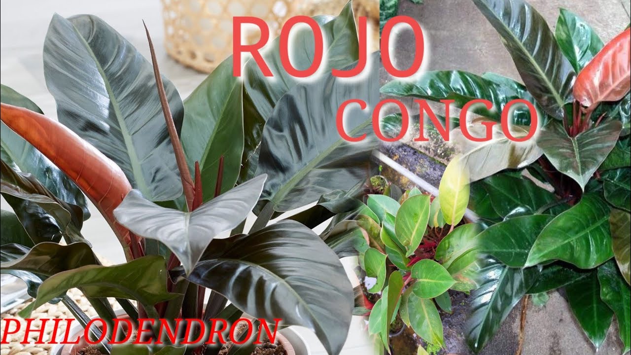 HAMPIR SAMA WARNA NYA TAPI BEDA😍,ANTARA PHILODENDRON ROJO CONGO DAN IMPERIAL RED