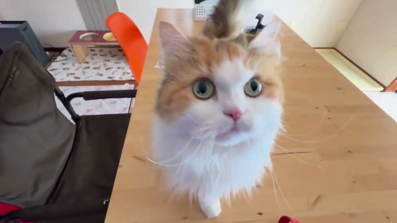 仕事で疲れた体にしみる…帰宅した瞬間の犬と猫の反応に癒やされた【犬と猫のいる暮らし】