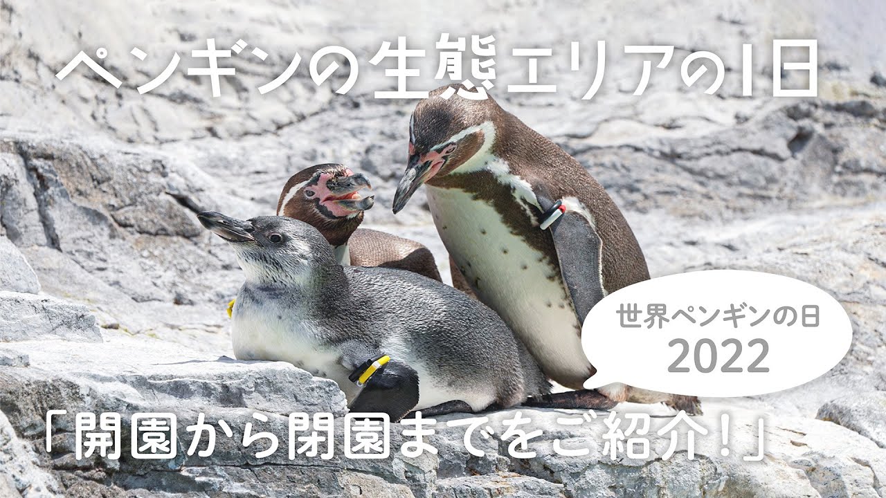 「ペンギンの生態」エリアの1日　〜開園から閉園までをご紹介！〜／世界ペンギンの日2022