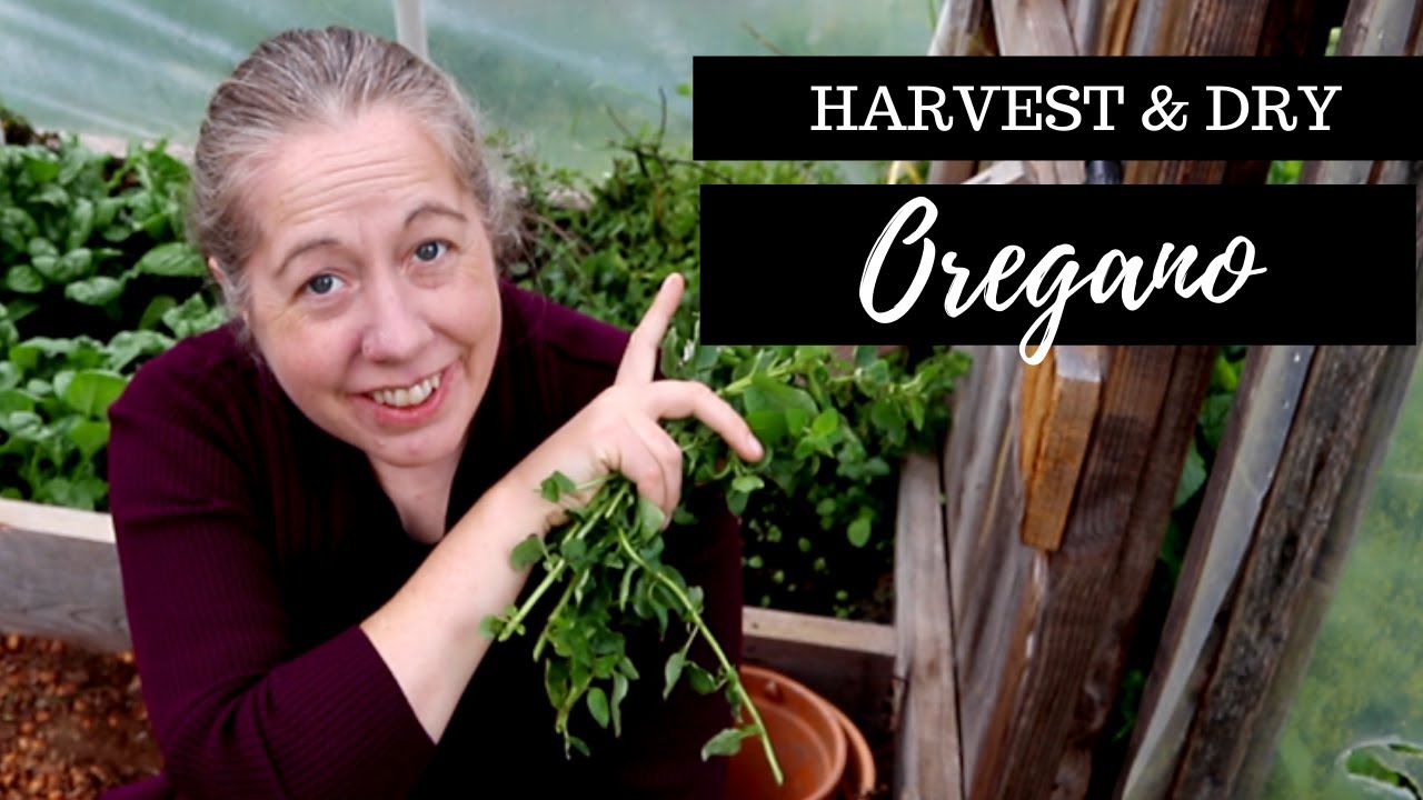 How to Harvest and Dehydrate Oregano