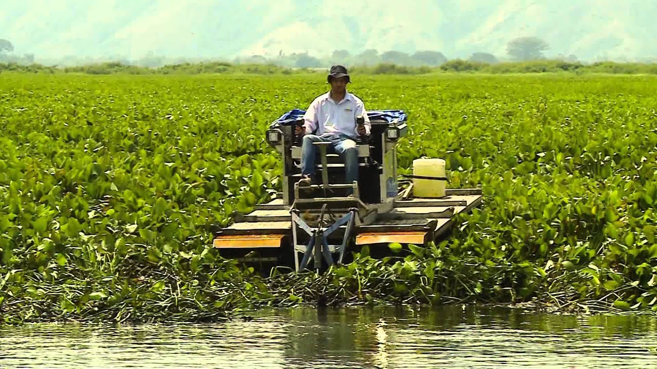 Limpieza Laguna de Sonso - Cuentos Verdes 4 de febrero de 2015