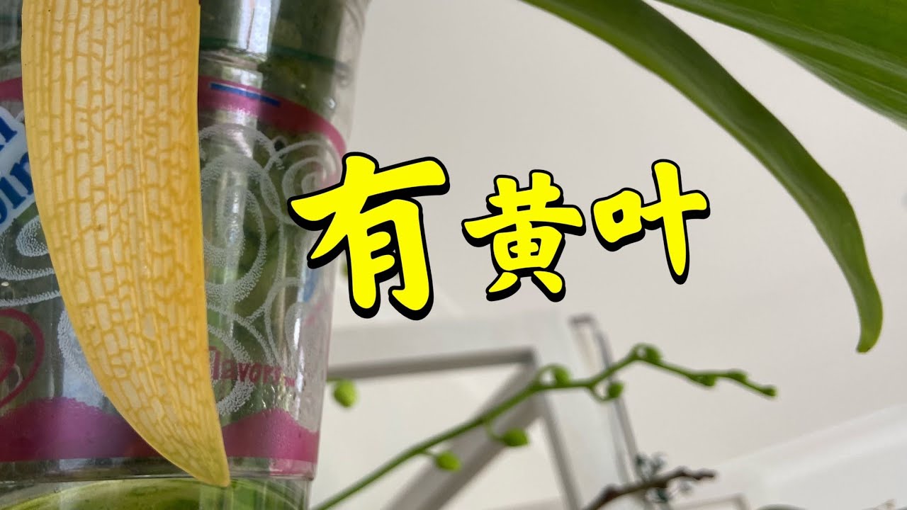 「22248」蝴蝶兰黄叶，正常的这个样子，其它的不正常（静姐说花）