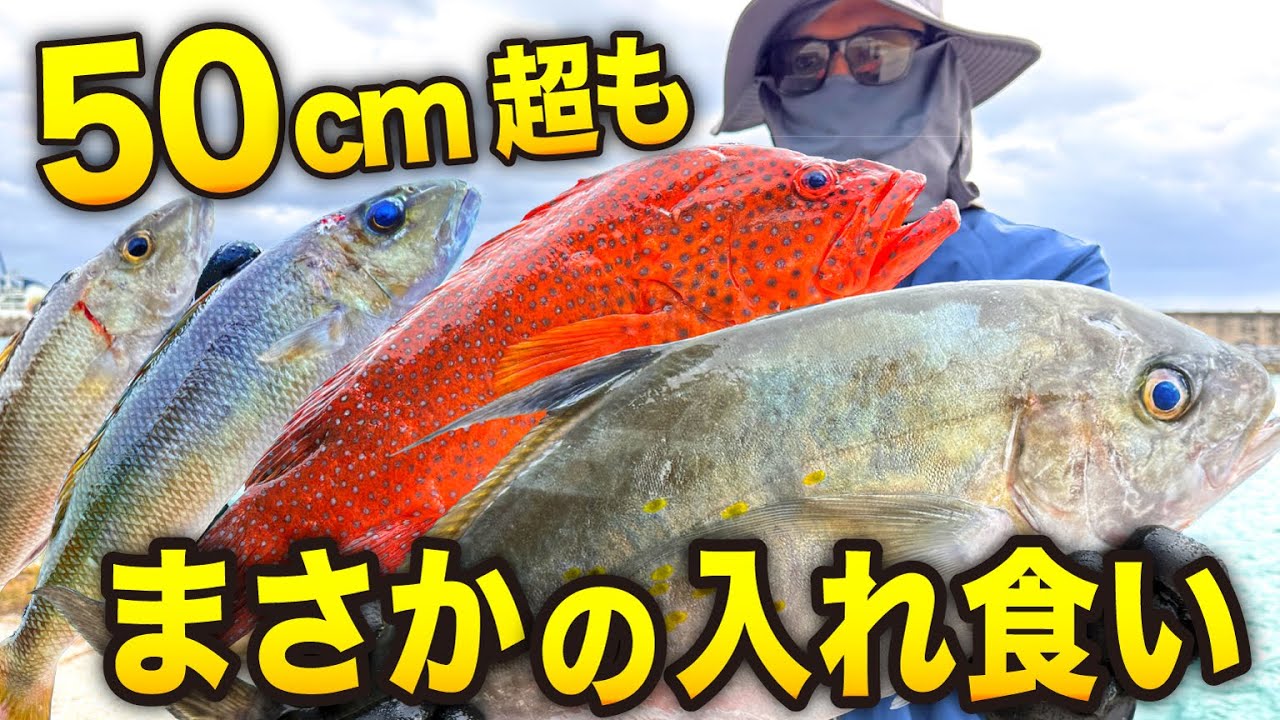 まさかの入れ食い…50cm超えも！離島ルアー釣りで入れ食いからの刺身3種盛りが美味過ぎた