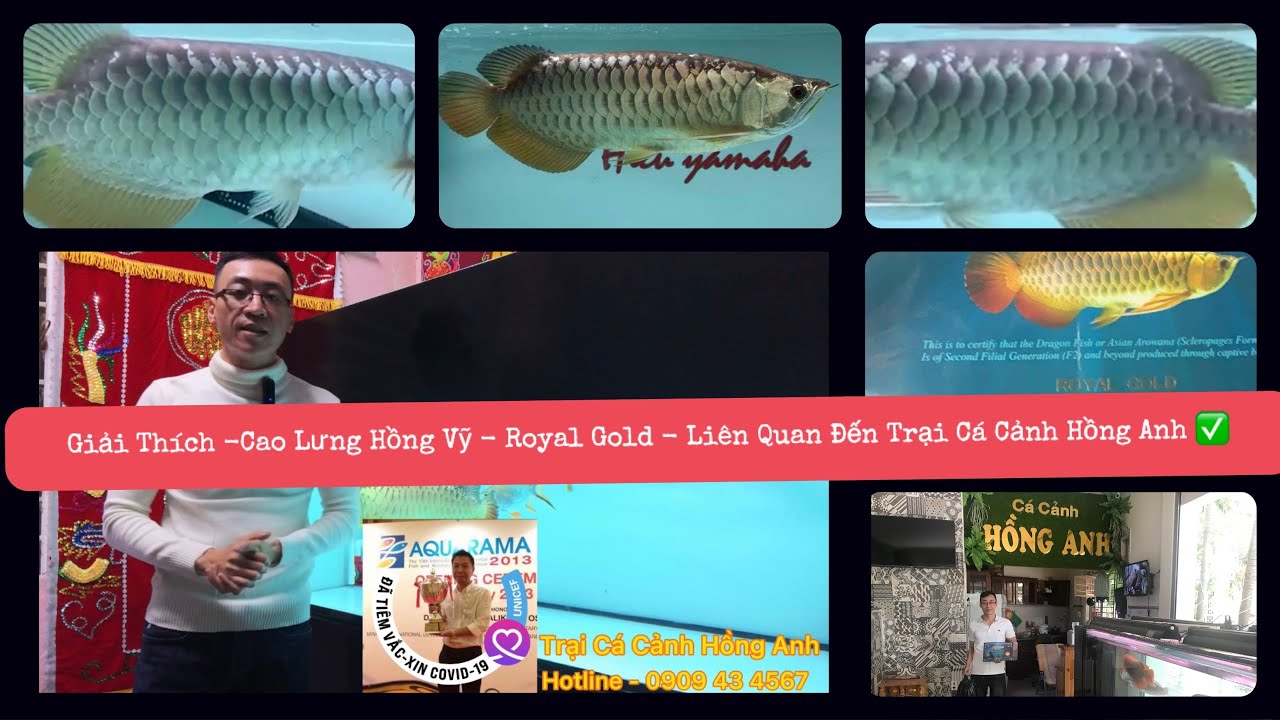 GIẢI THÍCH | CAO LƯNG HỒNG VỸ | ROYAL GOLD | LIÊN QUAN ĐẾN TRẠI CÁ CẢNH HỒNG ANH |