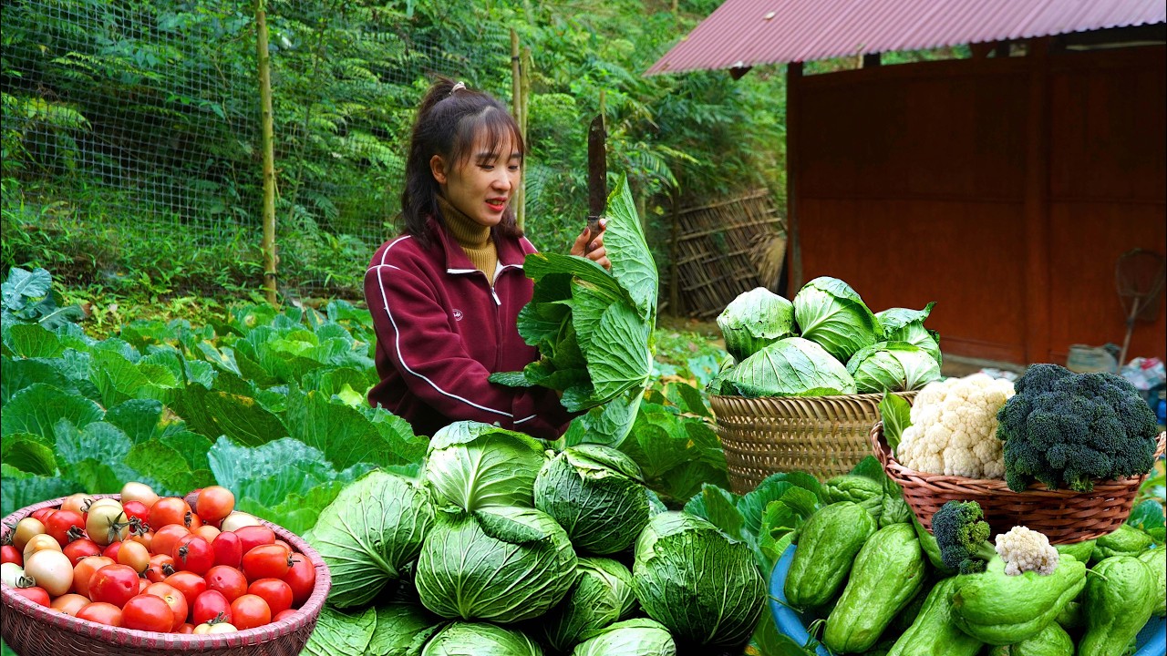 Living alone in the mountains: gardening, harvesting cabbage, chayote, and broccoli...