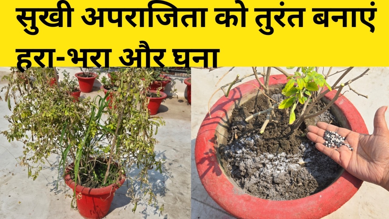सुखी अपराजिता को तुरंत बनाएं हरा-भरा और घना / फरवरी मार्च में तुरंत करें 4 जरूरी काम