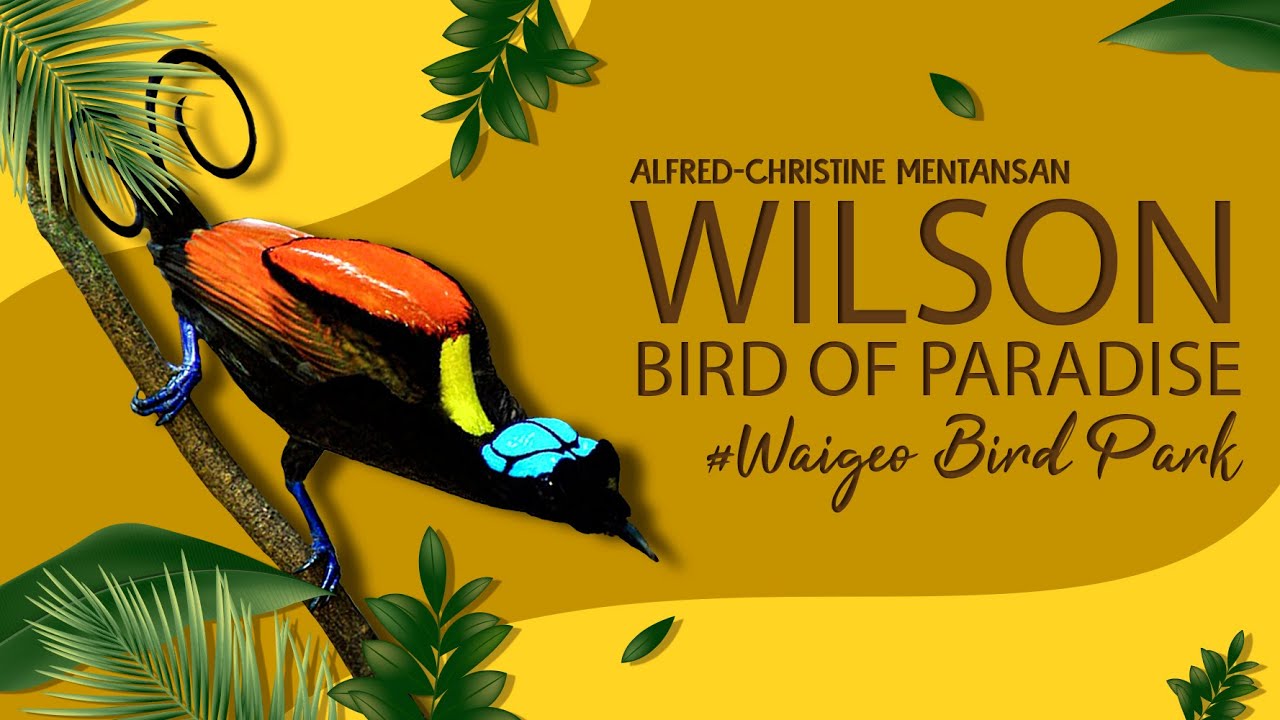Wilson Bird Of Paradise | Cendrawasih Botak | Raja Ampat | Waigeo Bird Park