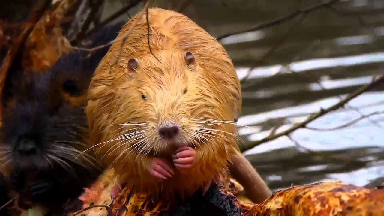 Nutrie na Vltavě pod Pražským hradem.