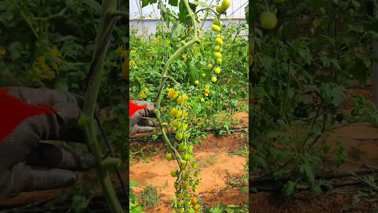 Stop pruning tomatoes wrong! Here&rsquo;s how I do it 🍅✂️ #shorts