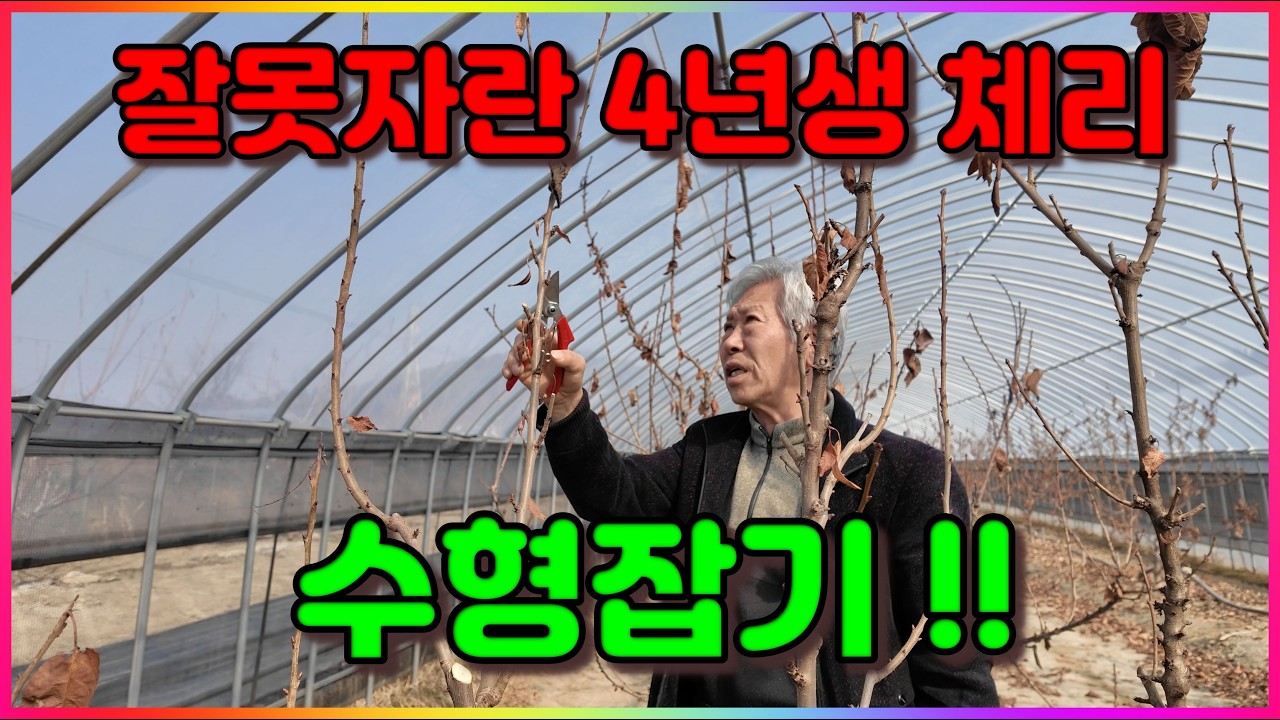 수형 잘못잡힌 체리 전정 4년생 전정