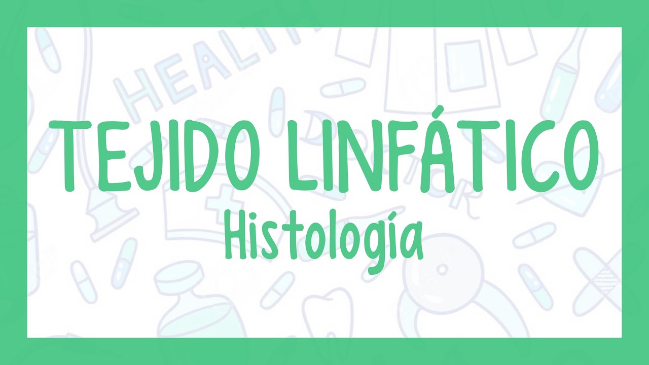 TEJIDO LINFÁTICO | ¡Fácil explicación! (Histología)