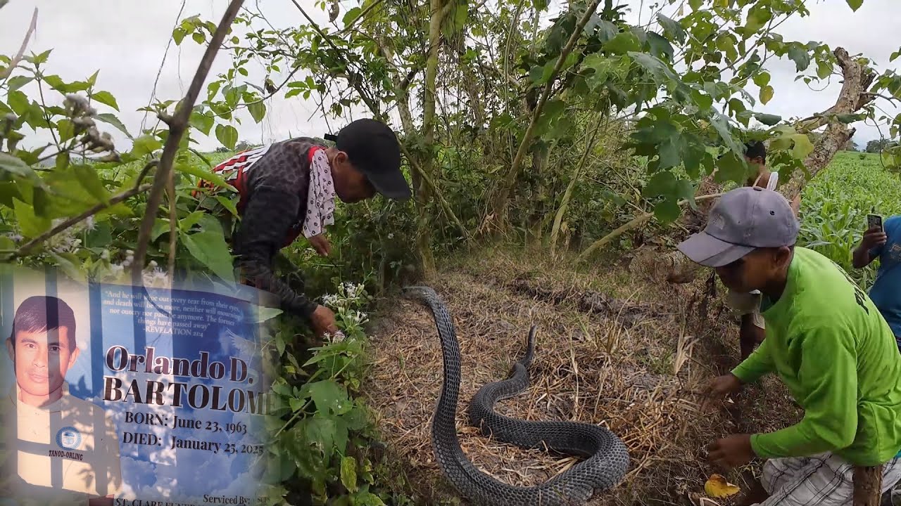 PATAY SA TUKLAW NG COBRA ANG PADRE DE PAMILYA SA BAGGAO, CAGAYAN | JTG Kamandag