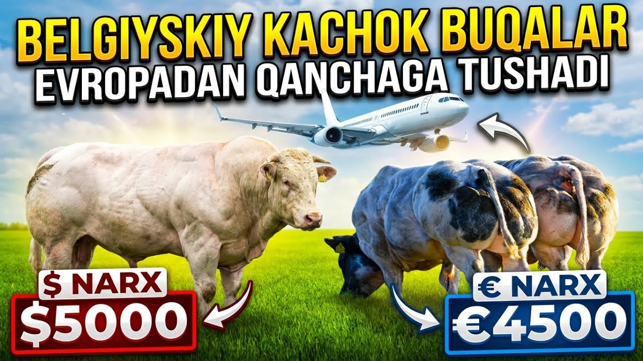 BELGIYSKIY BUQALAR UZBEKISTONGA QANCHAGA KELADI,EVROPADAN NECHTA ZAKAZ QILSA BO’LADI