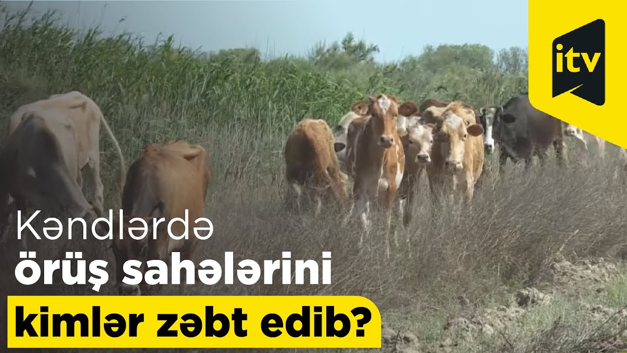Kəndlərdə örüş sahələrini kimlər zəbt edib?