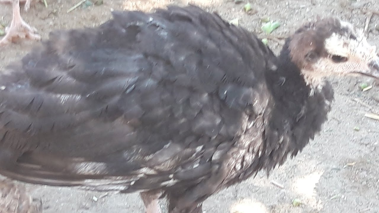 Ozum gatiram yemlerini- 21 gunden sonracox ela inkiwaf