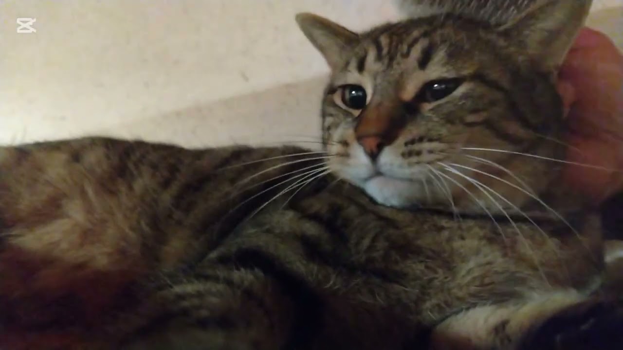 子猫成長日記1009　これは保護猫のドキュメンタリー動画です(笑)　うーん‥みき助はよくわかんないな(笑)　甘えたり逃げたり(笑)　お前は野良猫か(笑)