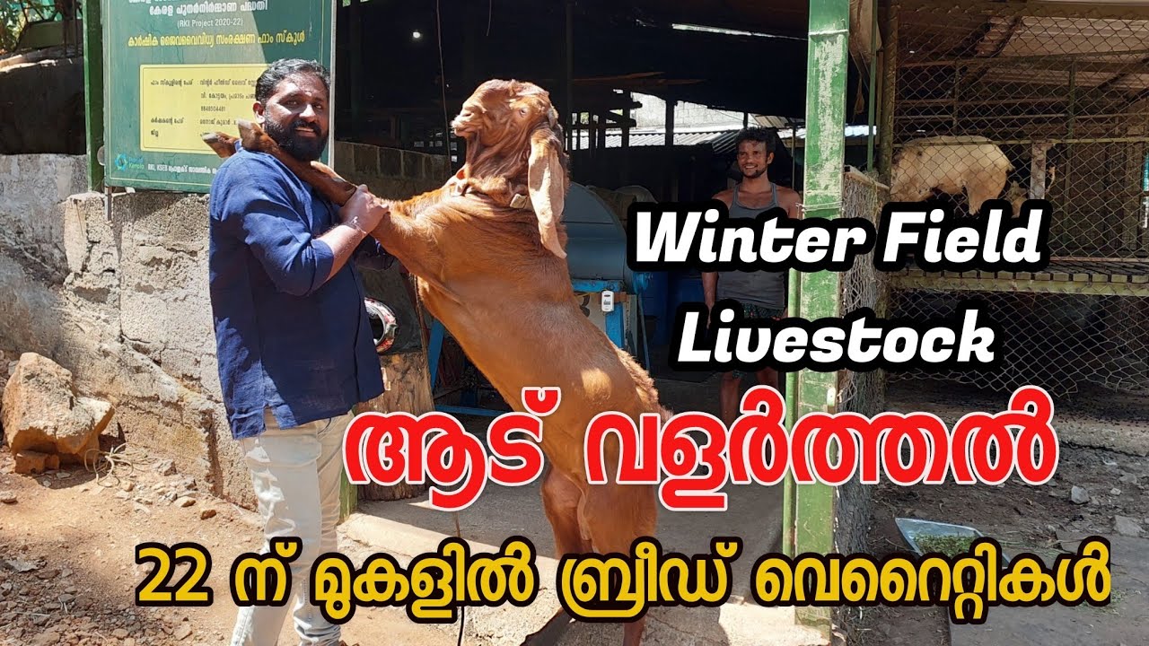 goats farming Malayalam|quality goat farm in Kerala|goat farming Malayalamആട വളർത്തൽ ലാഭകരം
