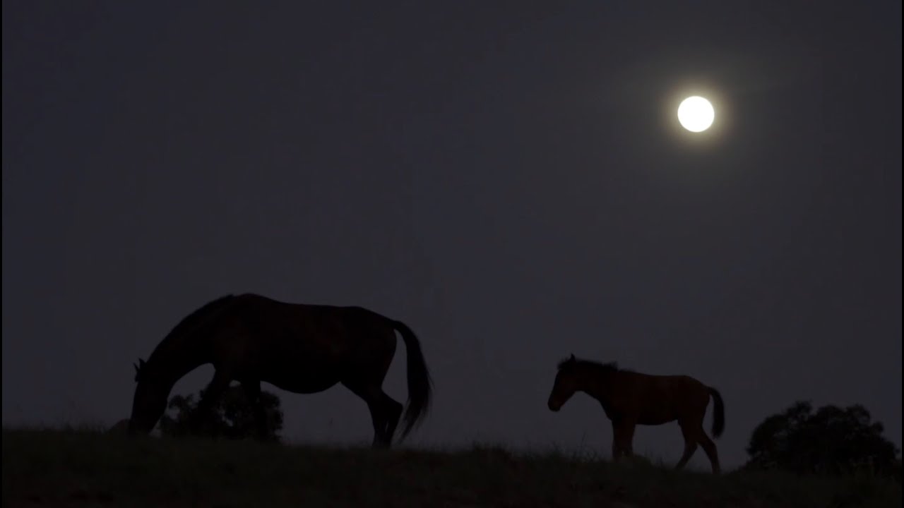 Haras Escuro, as estrelas da marcha picada
