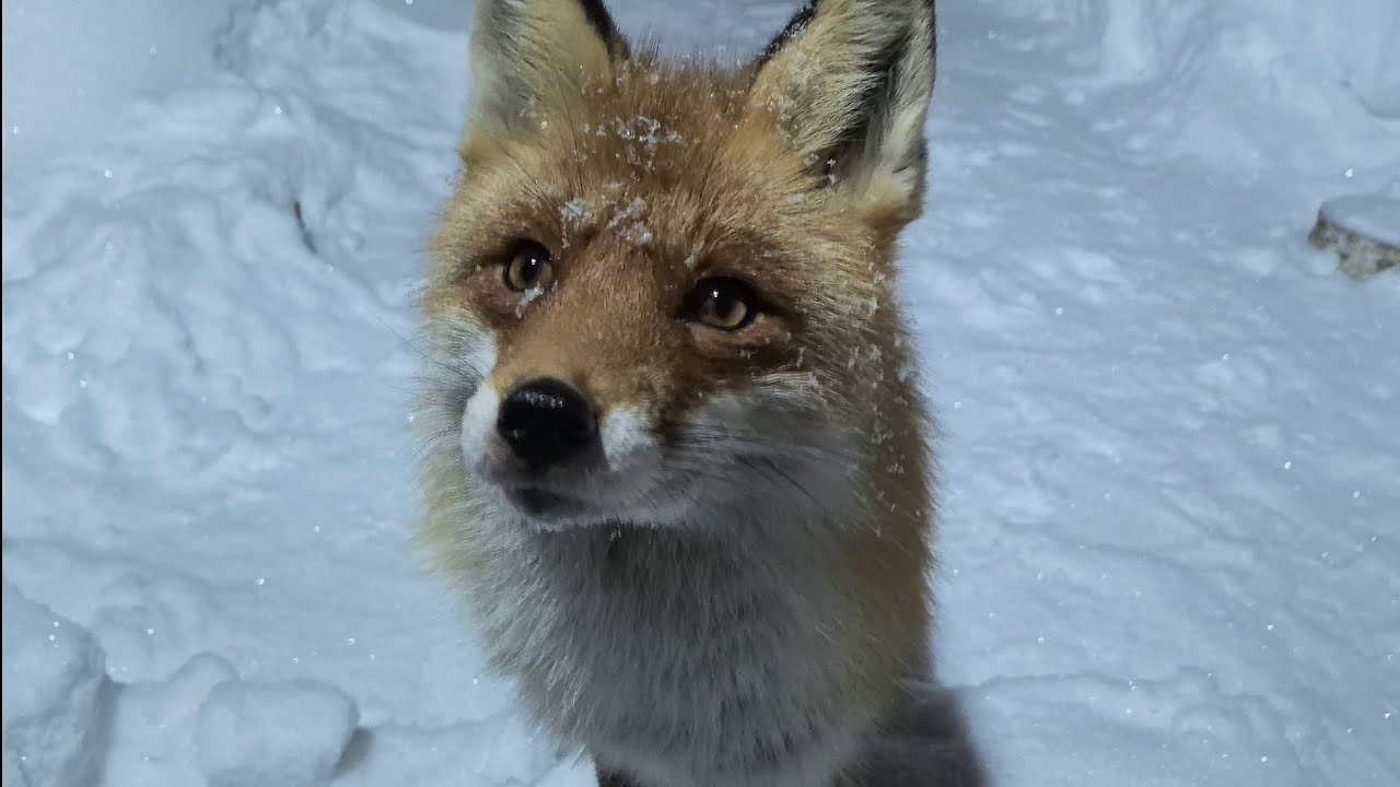 (1221)Лиса приходит в гости. Февраль  2026