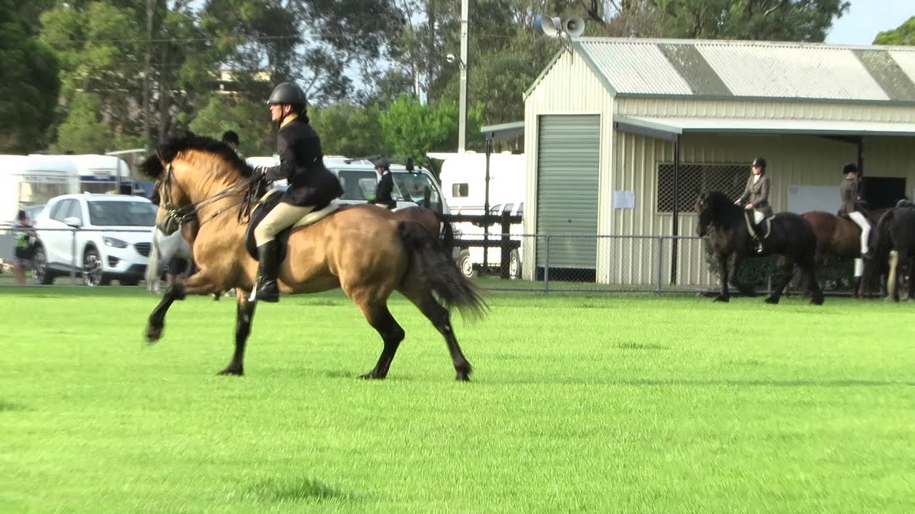 Rockfire Monarch Welsh Cob D Stallion ridden by Taina Goron