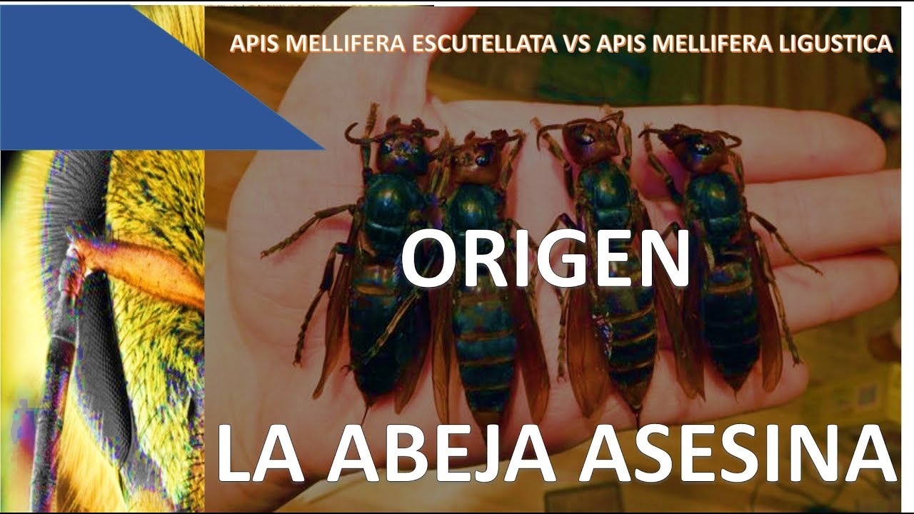 ORIGEN DE LA ABEJA ASESINA O ABEJA AFRICANIZADA (híbrido) Apicultura 2019