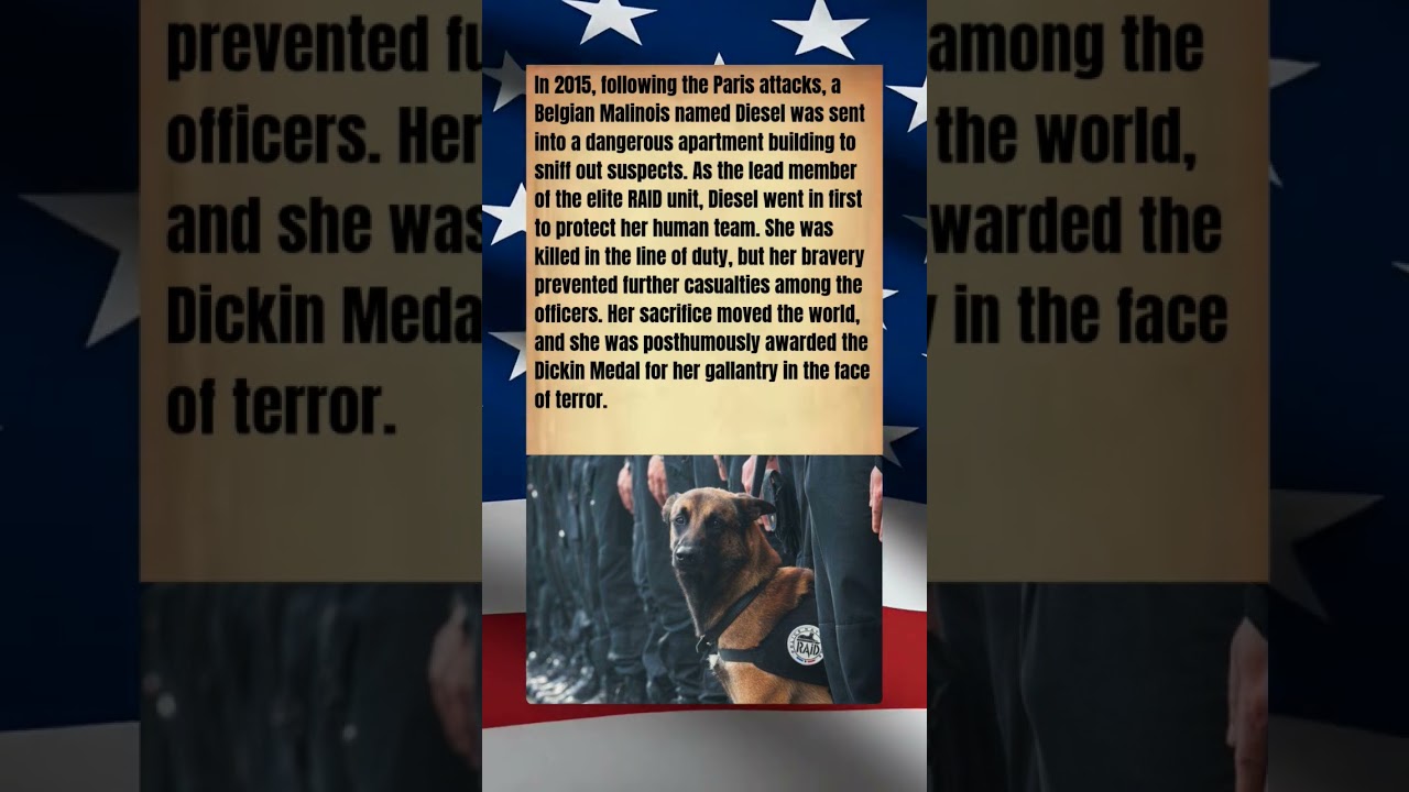 Diesel: The RAID Dog Who Faced Terror in France #dutchshepherd #dutchman