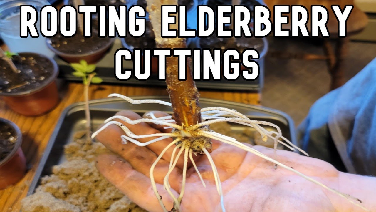 Rooting Elderberry Cuttings in Soil vs Sand