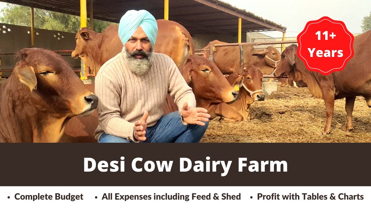 Desi Cow Dairy Farm | Feed, Shed & Profit