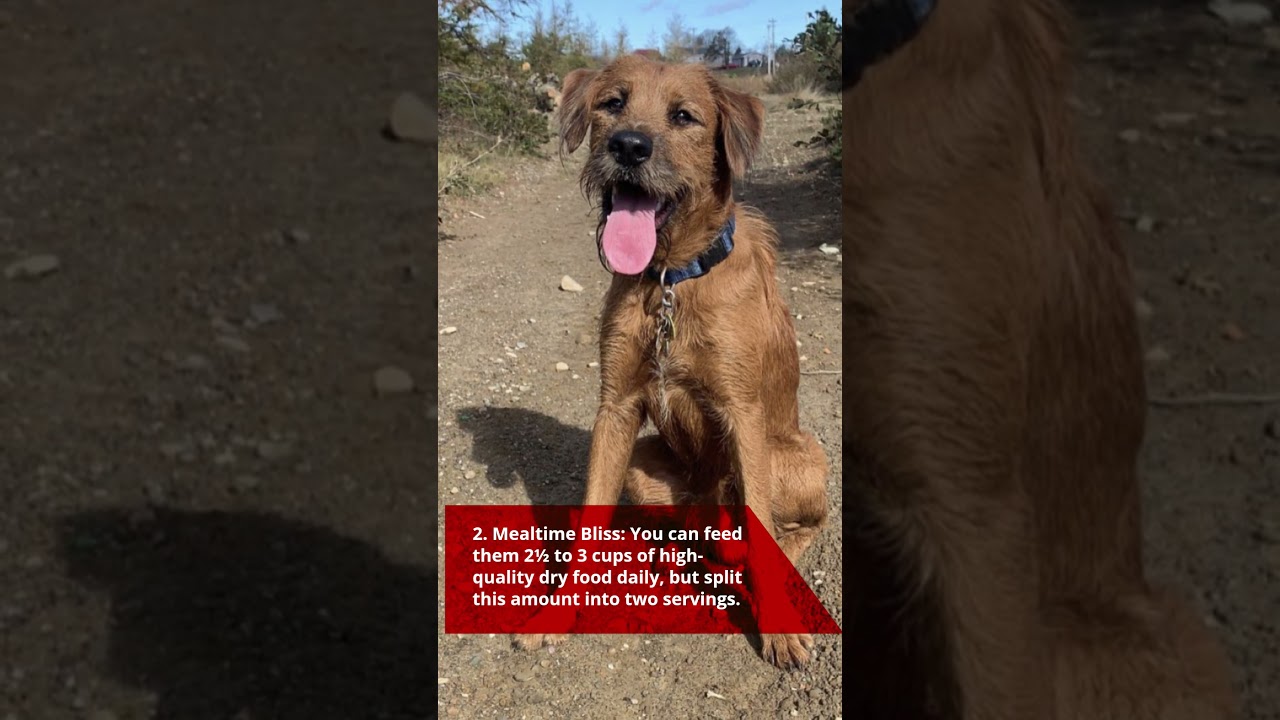 5 Qualities About Boxerdoodles That Make Them Pawfect Pets!