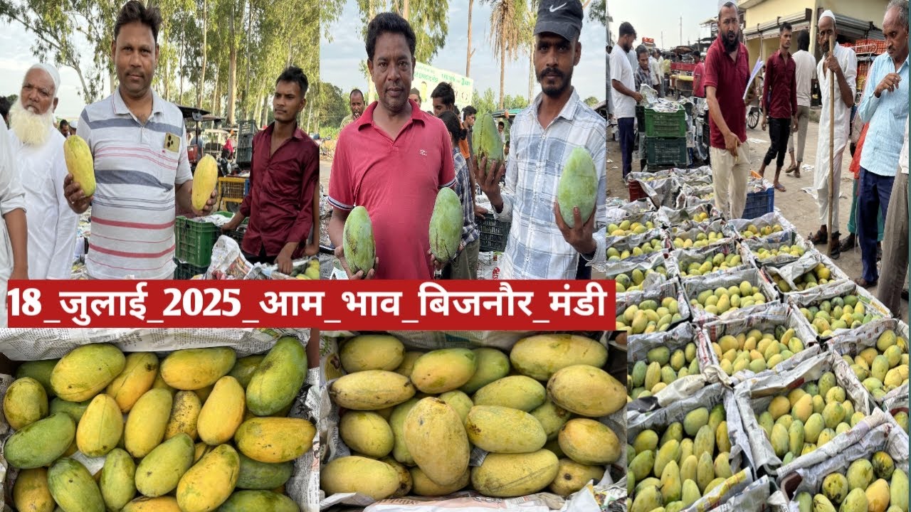18 जुलाई 2025 आम का भाव बिजनौर फल मंडी || 🥭🥭 mango price 18 july 2025 in bijnor fruit market