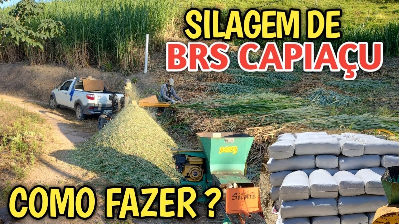 como fazer silagem de Brs capiaçu? prestação de serviço pra moer e ensacar Brs capiaçu