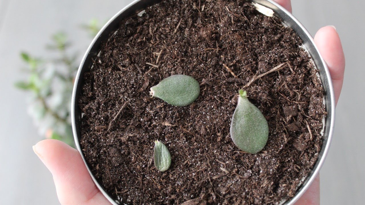 Vetplanten of succulenten stekken