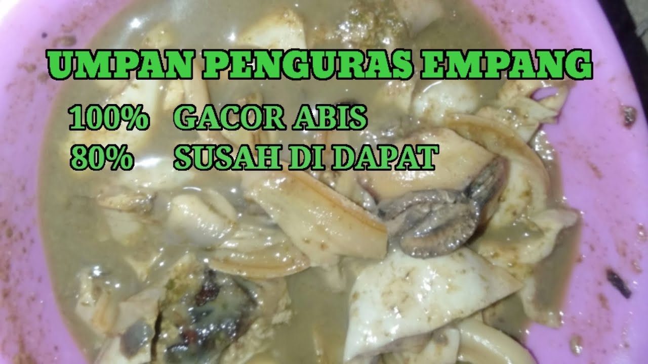 UMPAN LELE PALING GACOR MENGGUNAKAN KIJING/ KRANG,,... !!! CARA MENGOLAH KRANG UNTUK MANCING LELE