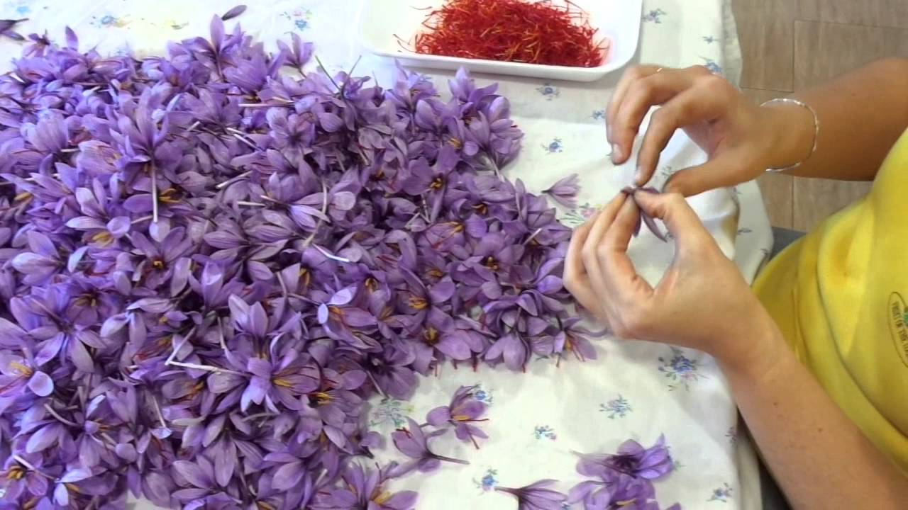 Azafran - Monda del azafr&aacute;n de la mancha