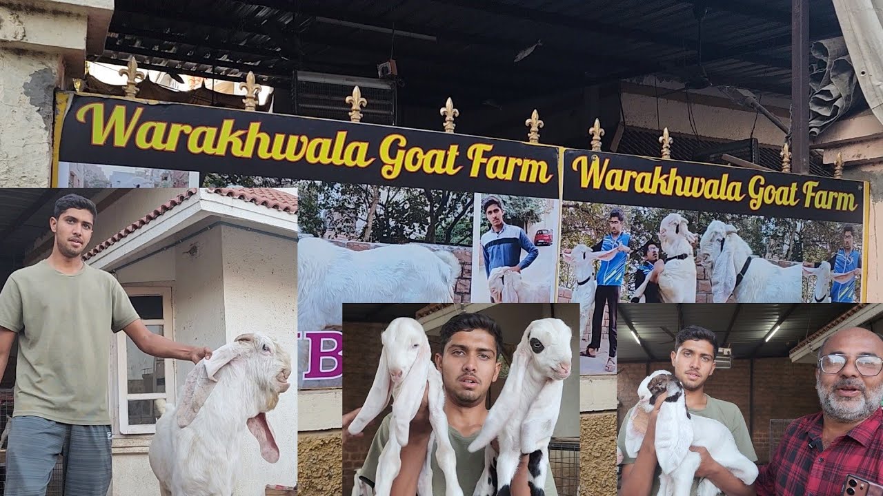India's Finest Hyderabadi Breeding Setup | No 1 Results & Breeders | Moin Bhai Warakhwala Goat Farm.