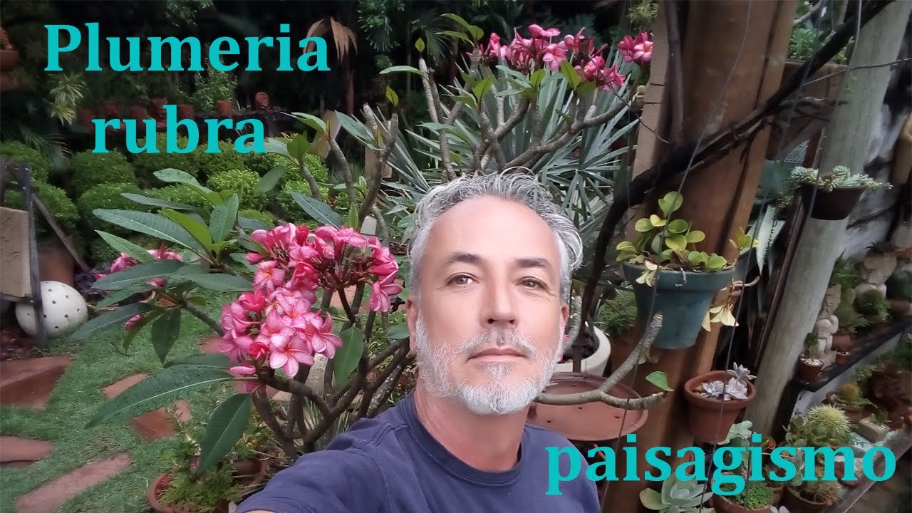 PLUMERIA RUBRA