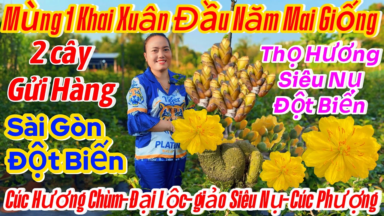 17/02☎️0354388093☎️🌴mai vàng giá rẻ 75k🌴mai giống mới đột biến-nhị Ngọc toàn-giảo siêu nụ-cúc Phượng