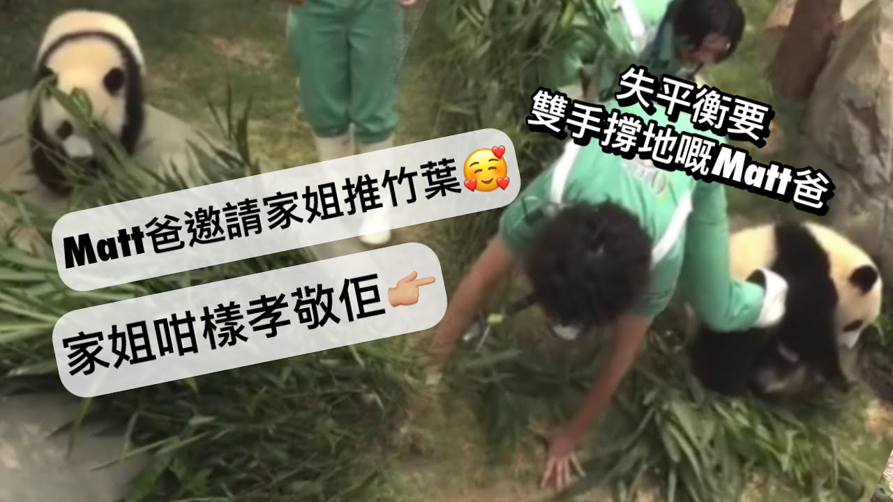 ｜家姐細佬盈盈同場｜6月28日.兩姐弟攪到Matt爸失平衡要雙手撐地｜Ocean Park｜香港大熊貓｜海洋公園｜遊遊蕩蕩放空記｜｜前一分鐘邀請家姐推竹葉.下一分鐘夾埋細佬孝敬奶爸｜팬더｜パンダ｜