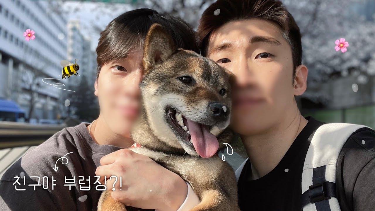 [Korean gay] Дата просмотра вишневых цветов с вашим любимым парнем в теплый весенний день 🌸